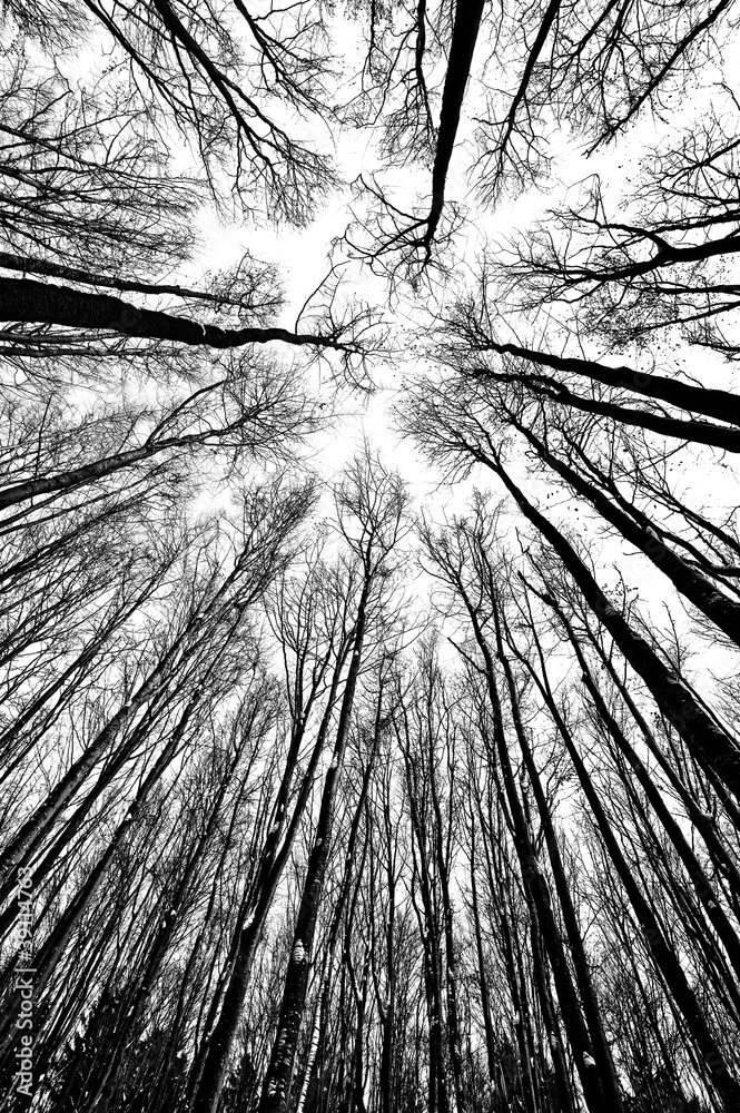 Fototapeta black and white trees