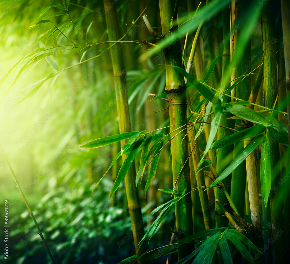 Obraz Tryptyk Bamboo