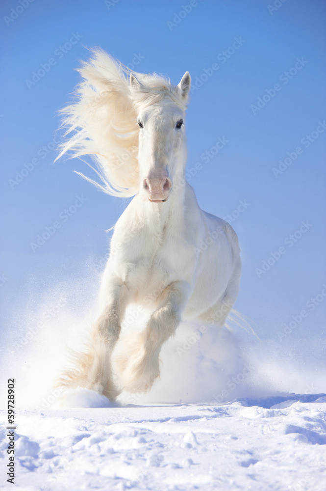 Obraz Tryptyk White horse stallion runs