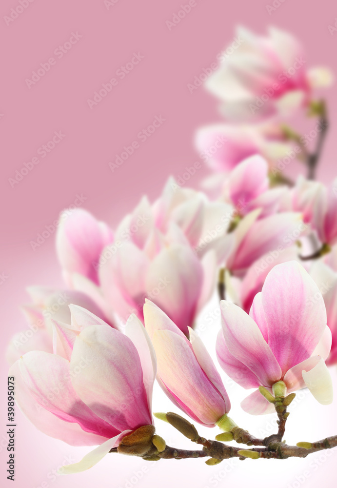 Fototapeta photo of magnolia