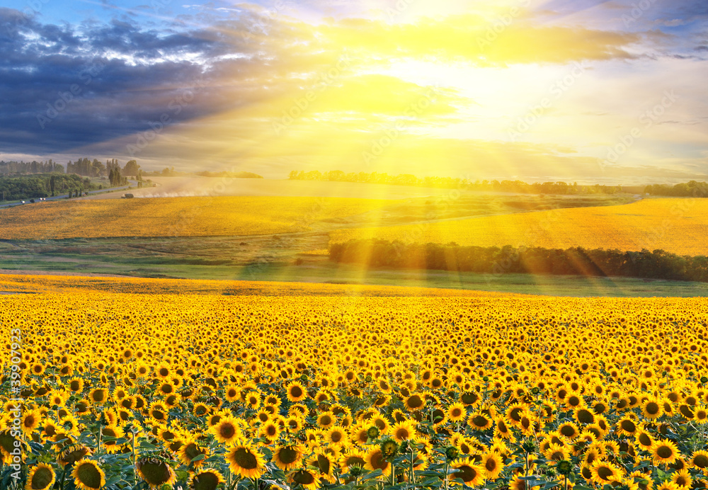 Obraz Tryptyk Sunset over the field