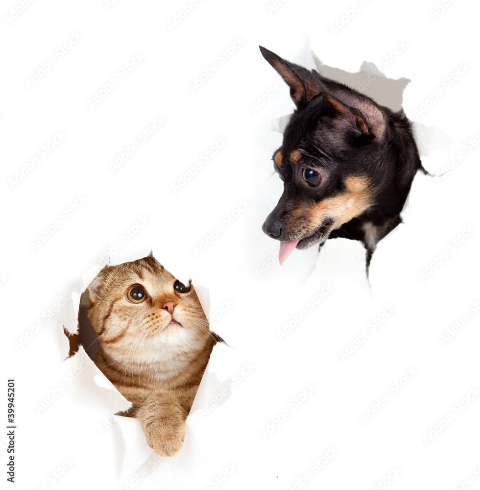 Obraz na płótnie cat and dog in paper side torn