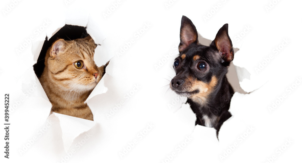 Obraz na płótnie cat and dog in paper side torn
