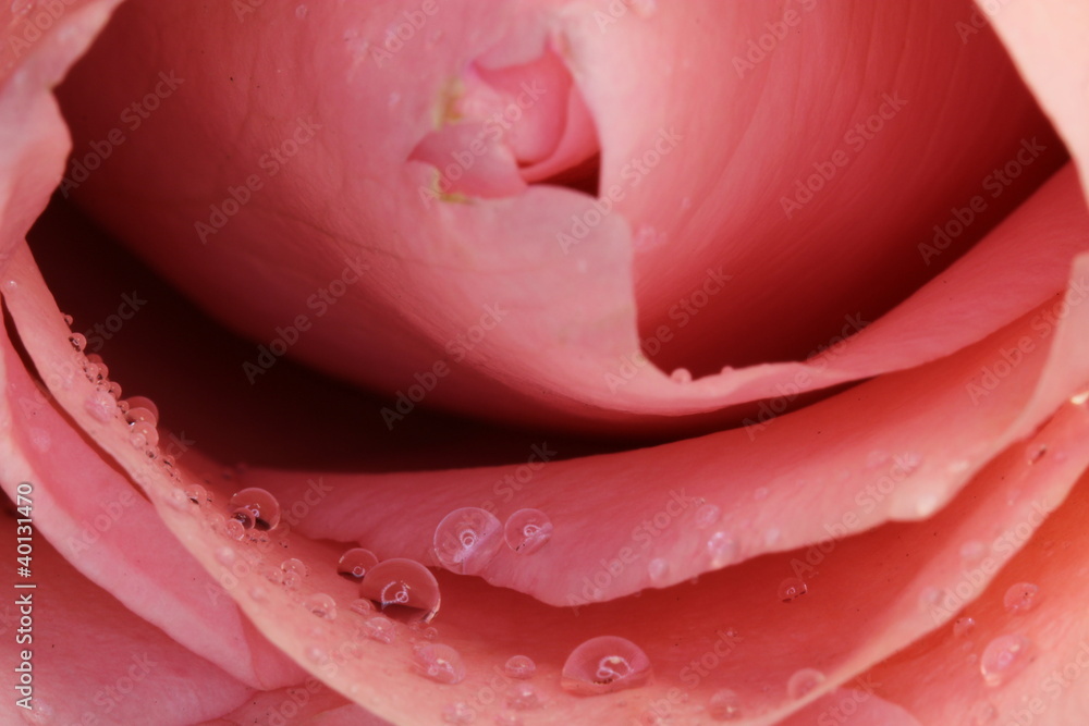 Fototapeta rose petals with drops
