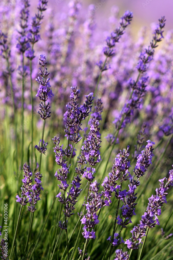 Fototapeta Lavender, Provence