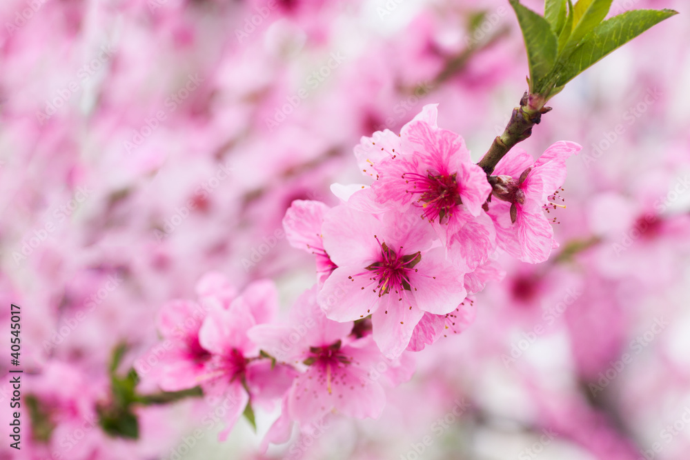 Fototapeta Blooming tree in spring with