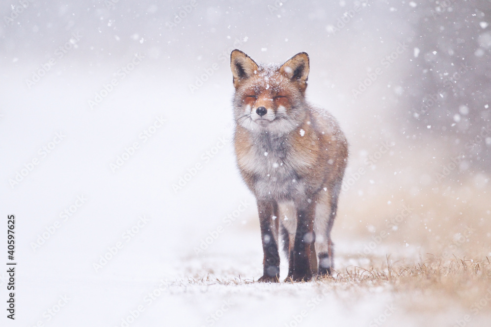 Obraz Tryptyk red fox in