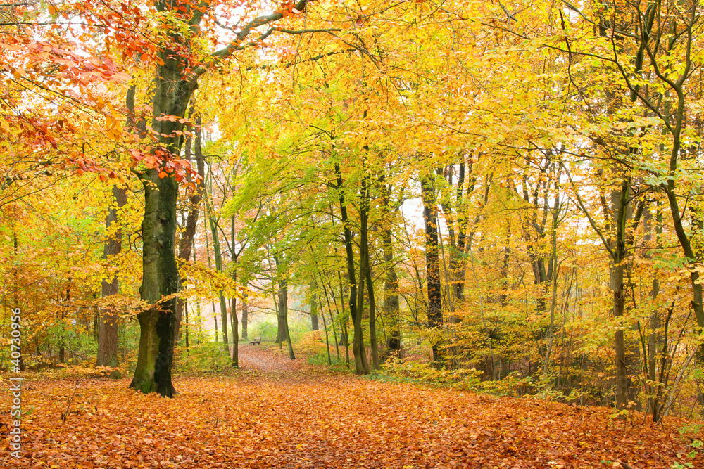 Obraz Tryptyk Laubwald im Herbst