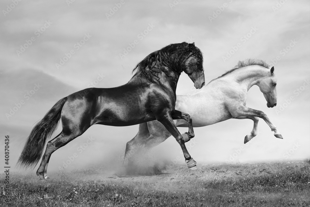 Obraz Tryptyk horses run