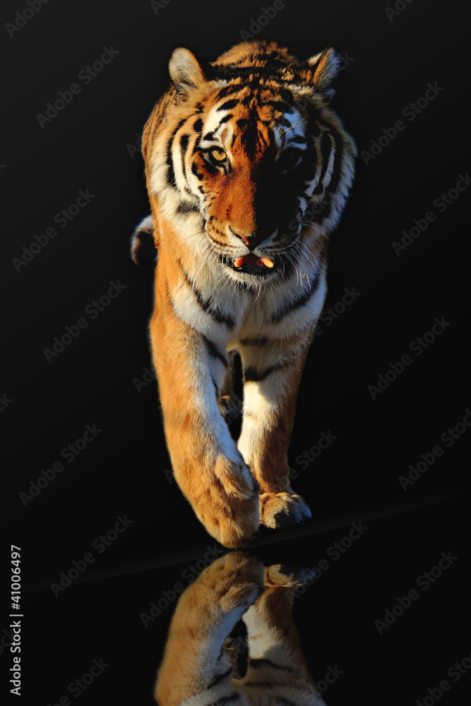 Fototapeta Walking tiger
