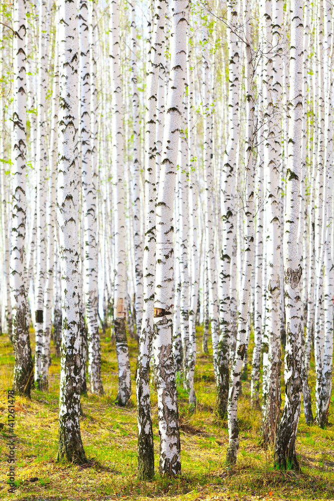 Fototapeta Spring in birch forest