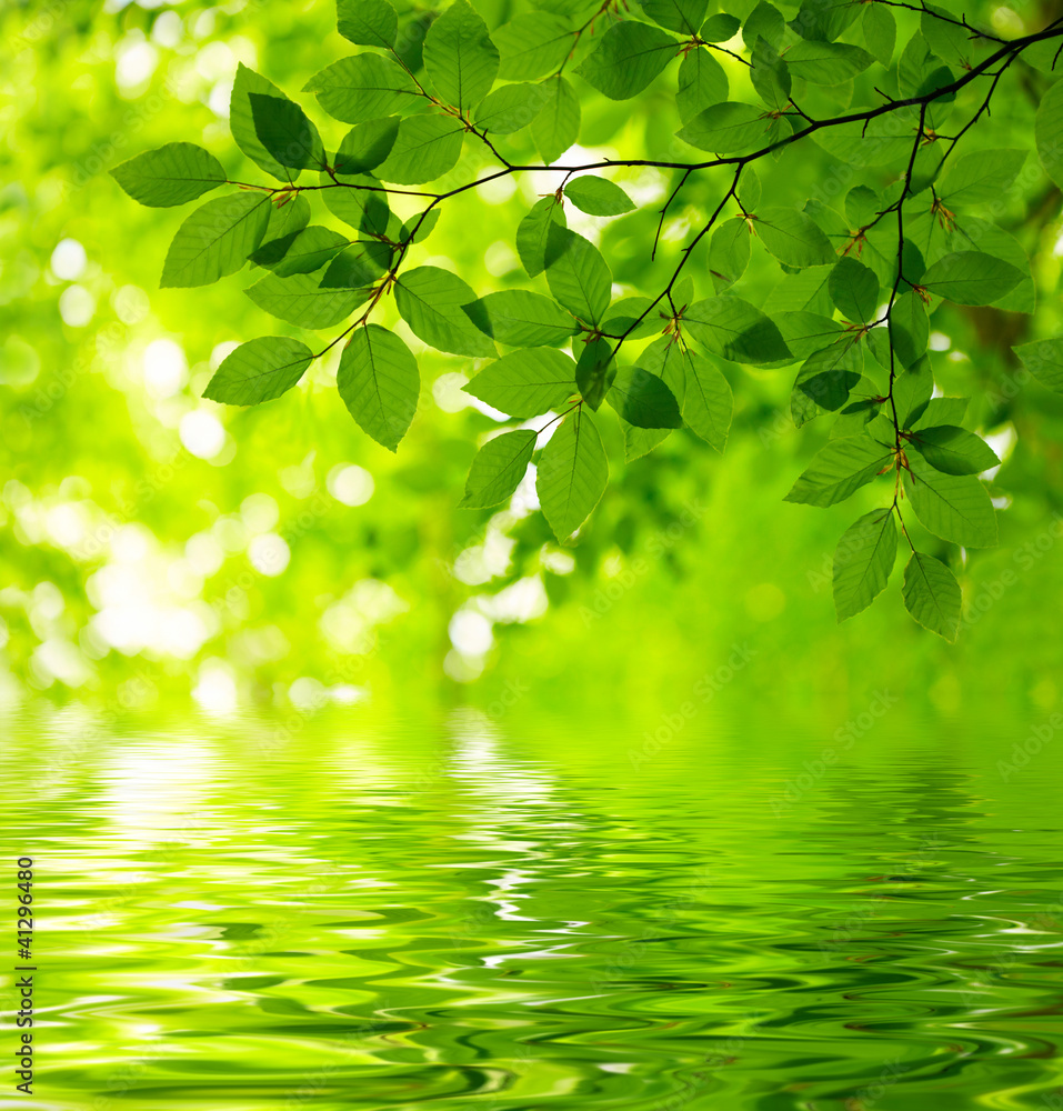 Fototapeta Green leaves