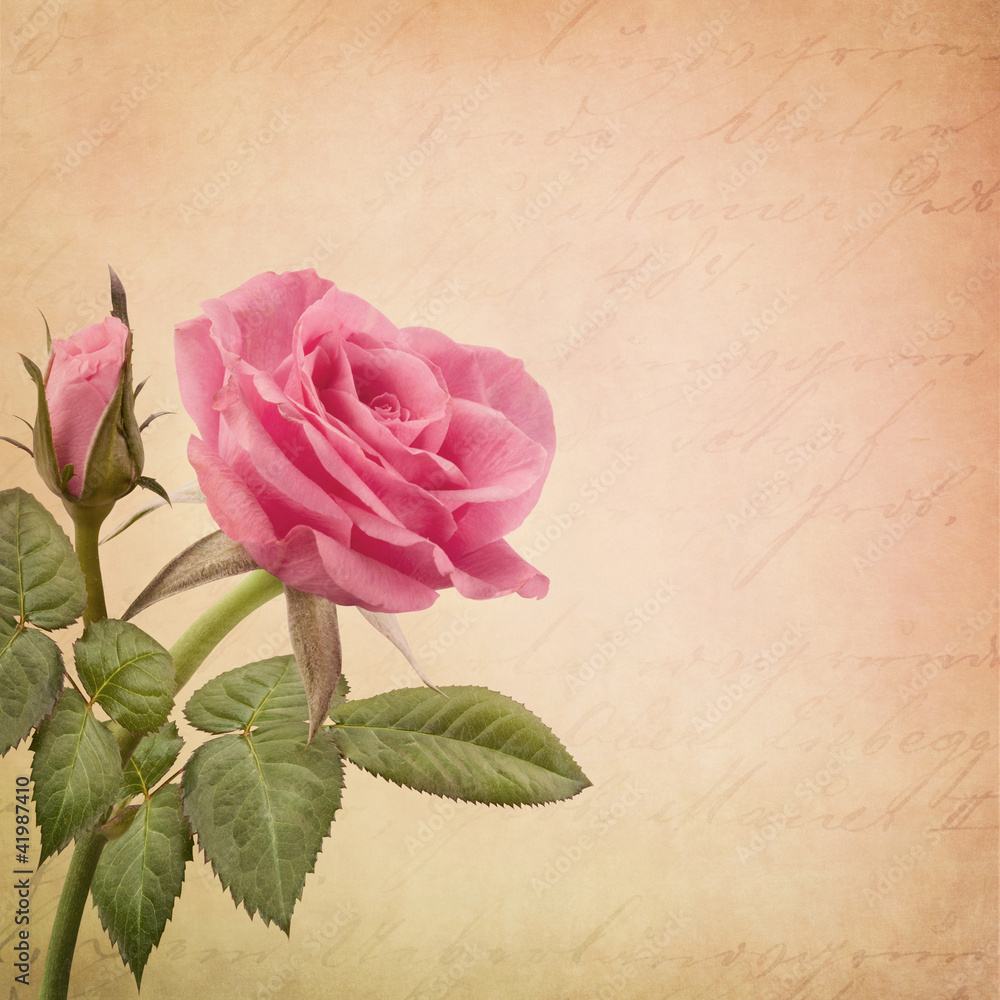 Obraz Tryptyk Pink rose