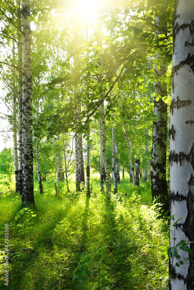 Obraz Pentaptyk summer birch woods with sun