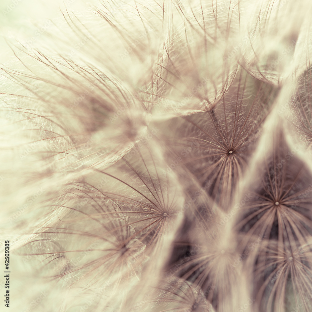 Obraz na płótnie Abstract closeup of a meadow