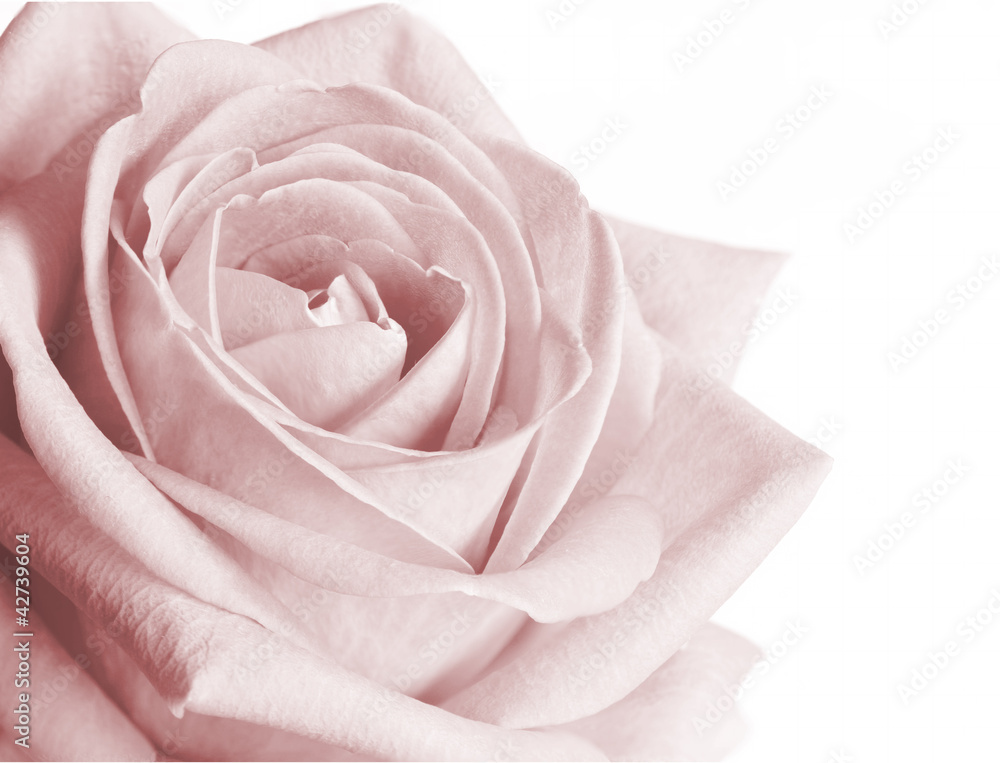Fototapeta Very pale pink rose on white