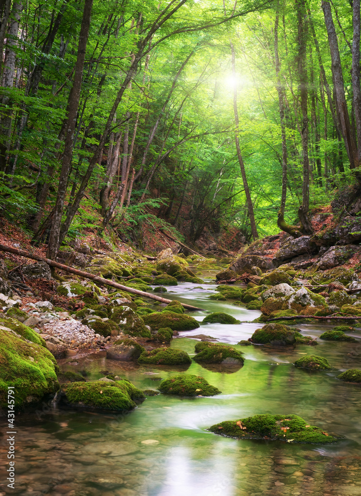 Fototapeta River deep in mountain forest