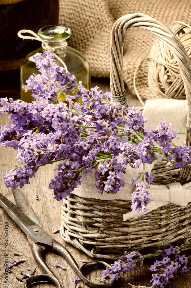 Obraz Dyptyk Bunch of freshly cut lavender