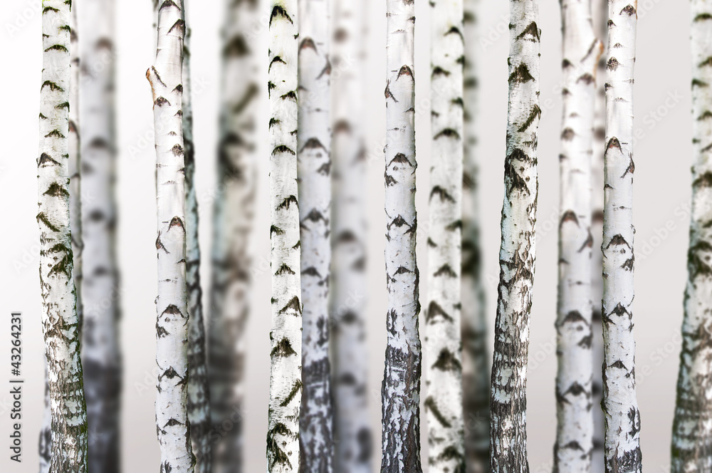 Obraz Tryptyk natural background - birch -