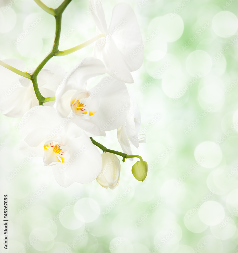 Obraz Tryptyk White orchid on defocused