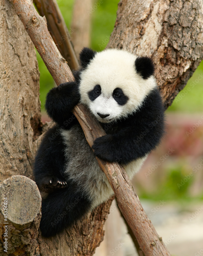 Fototapeta Giant panda baby over the tree