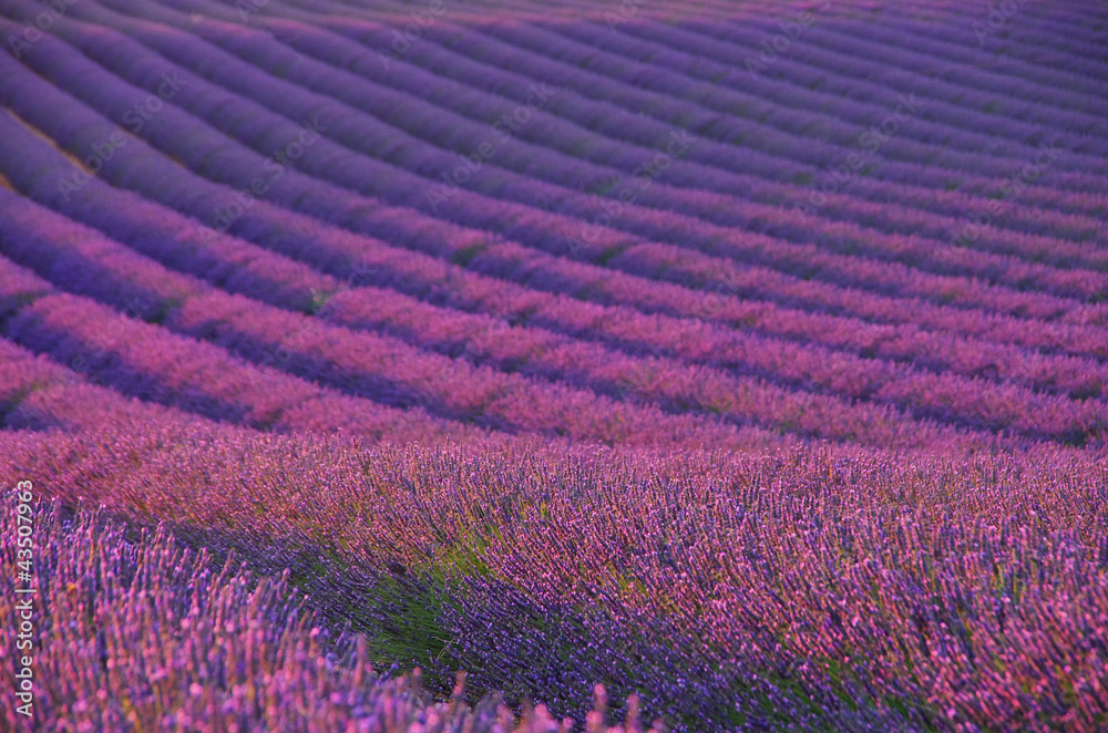 Fototapeta Lavendelfeld - lavender field