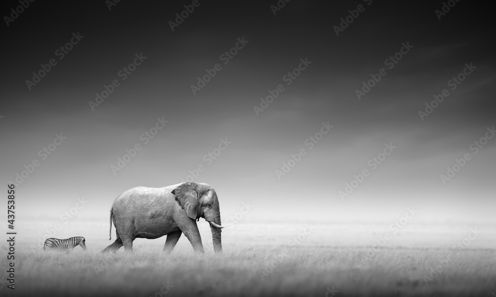 Obraz na płótnie Elephant with zebra (Artistic