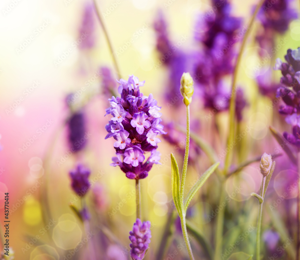 Fototapeta Lavender Field