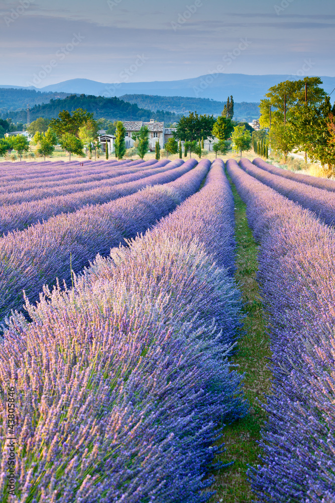 Fototapeta Lavender field in Provence