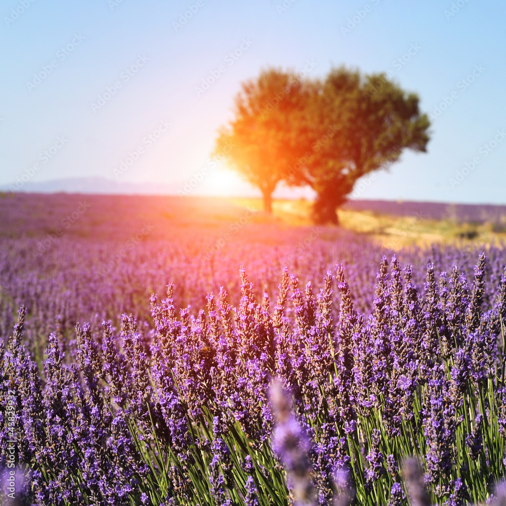 Fototapeta Lavender field in Provence,