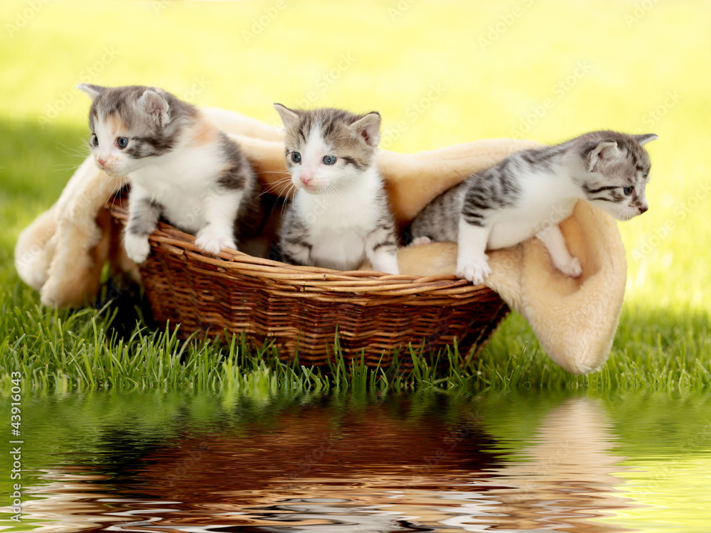 Obraz Tryptyk Katzenbabys im Körbchen mit 