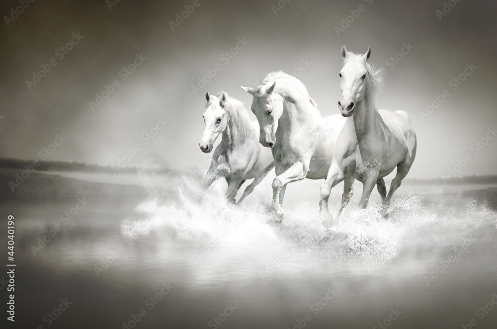 Fototapeta Herd of white horses running