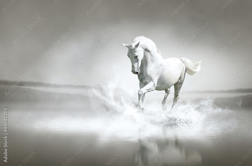 Obraz Tryptyk White horse running through