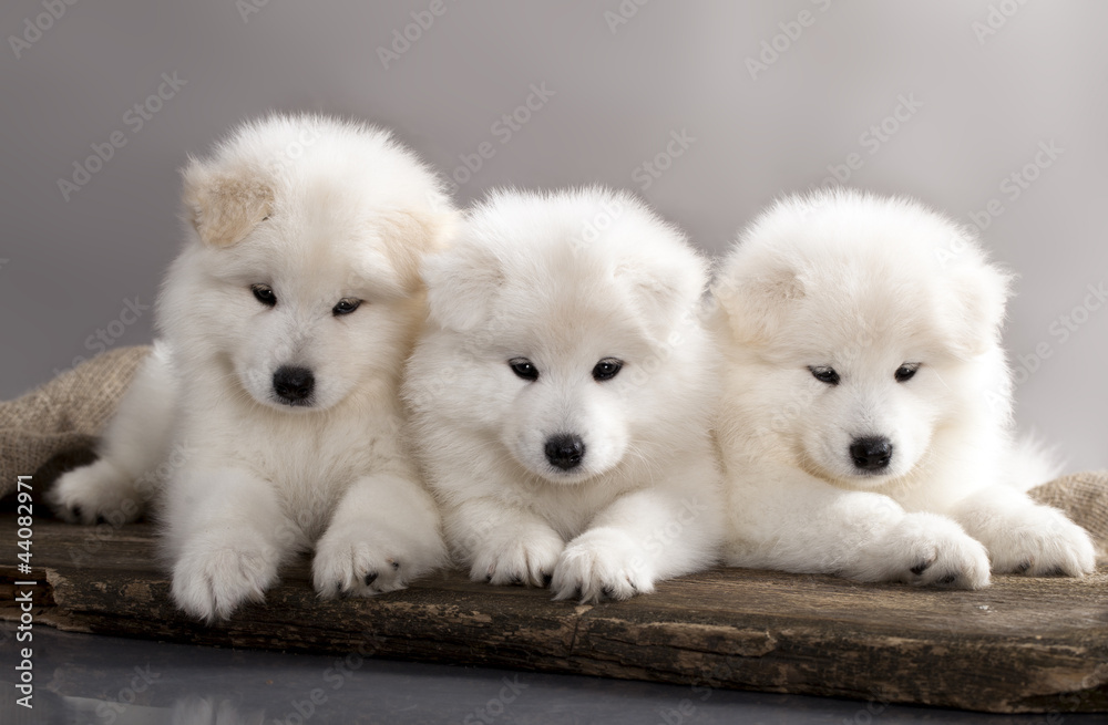 Fototapeta funny puppies of Samoyed dog