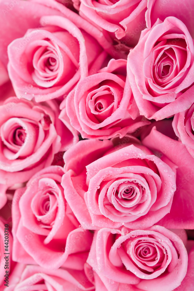 Fototapeta Pink roses