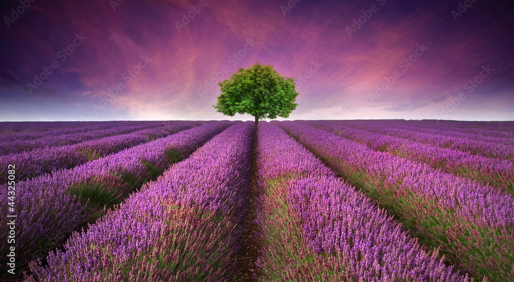 Obraz Pentaptyk Stunning lavender field