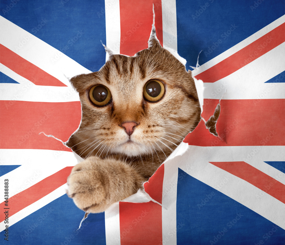 Obraz Tryptyk British cat looking up through