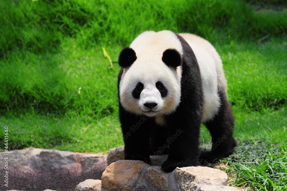 Obraz Tryptyk panda