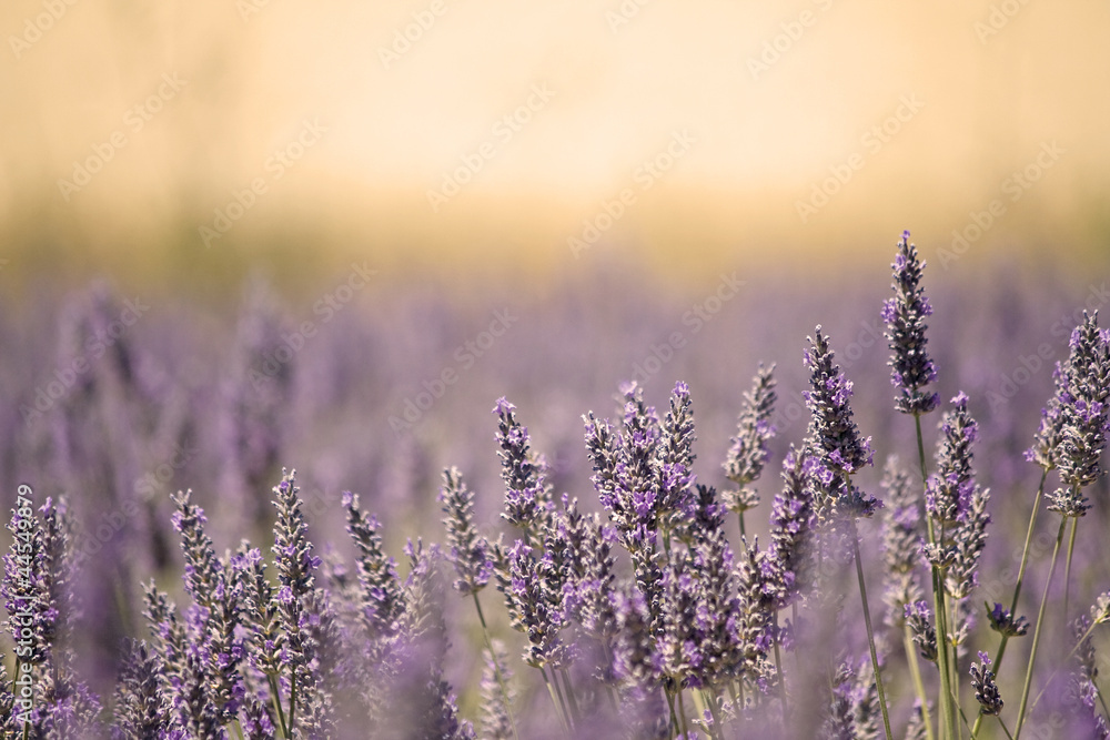 Obraz Kwadryptyk Summer Meadow with Flower.