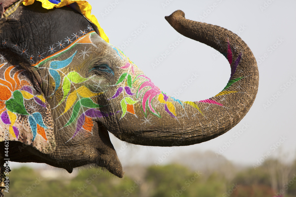 Fototapeta Decorated elephant at the