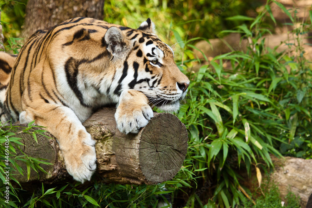 Fototapeta Sibirischer Tiger (Panthera