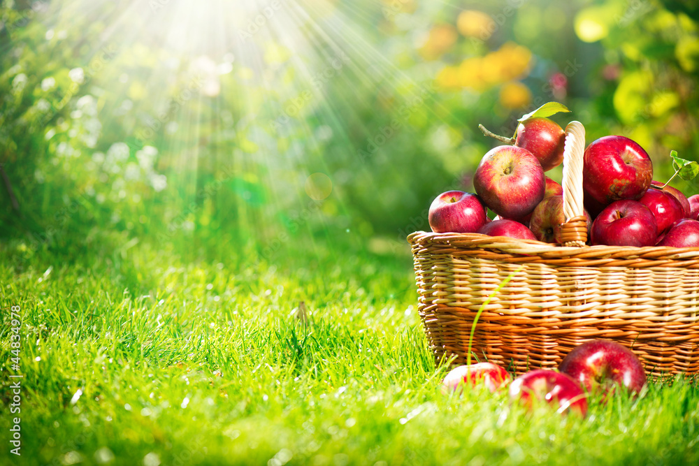 Fototapeta Organic Apples in the Basket.