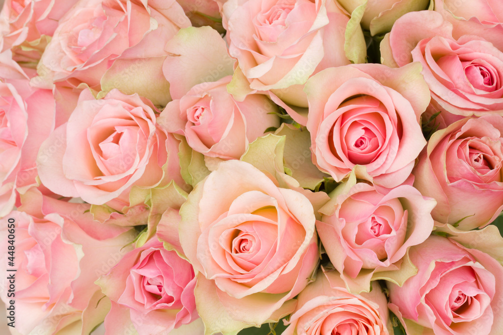 Fototapeta bouquet of pink roses