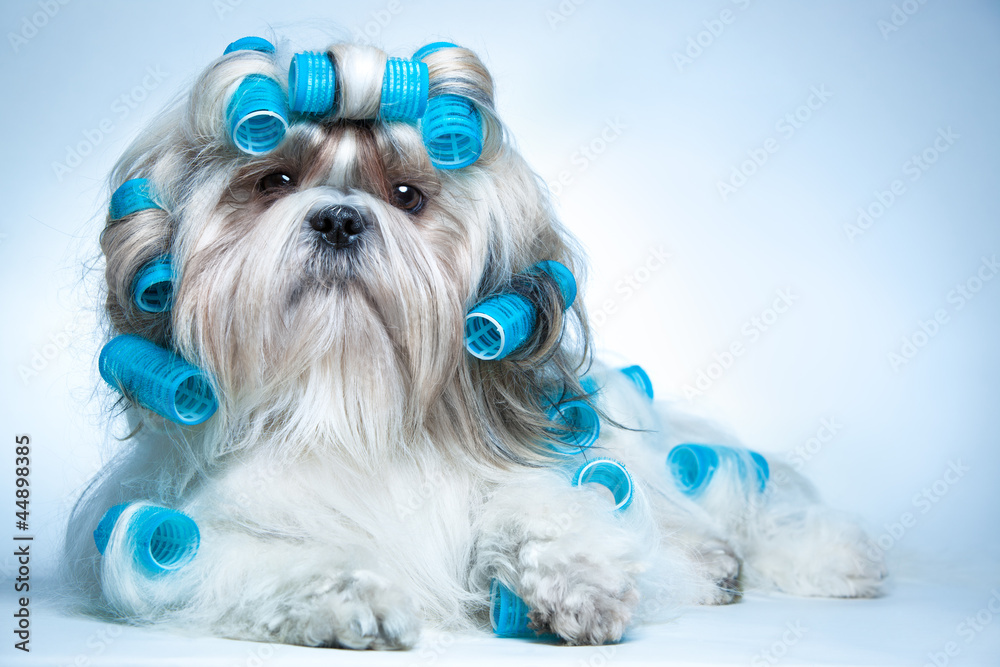 Obraz Tryptyk Shih tzu dog