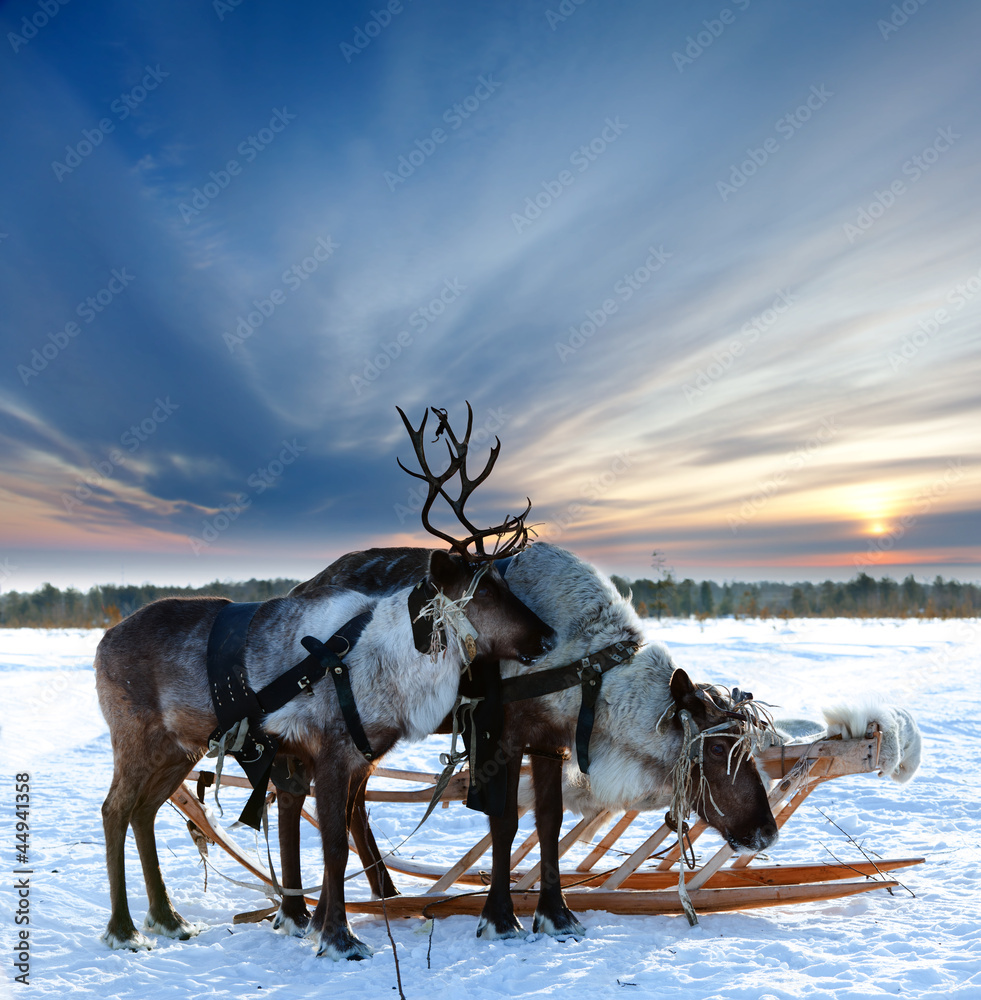 Fototapeta Reindeers in harness