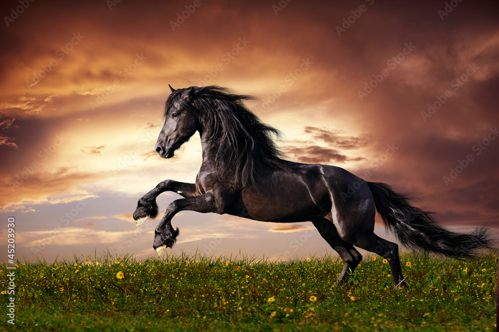 Obraz Tryptyk Black Friesian horse gallop