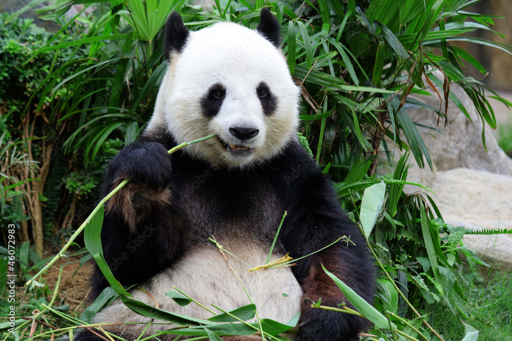 Fototapeta giant panda bear eating bamboo