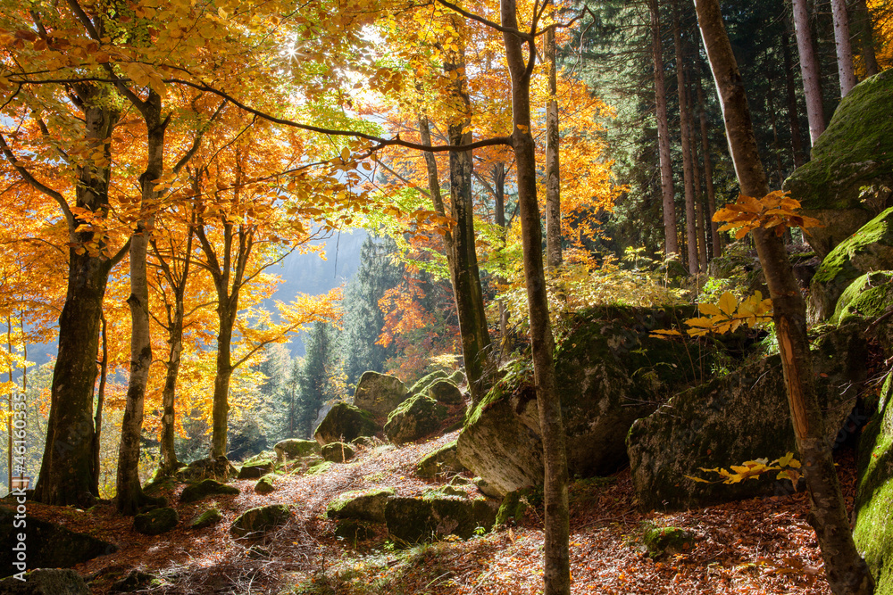 Fototapeta foresta in autunno