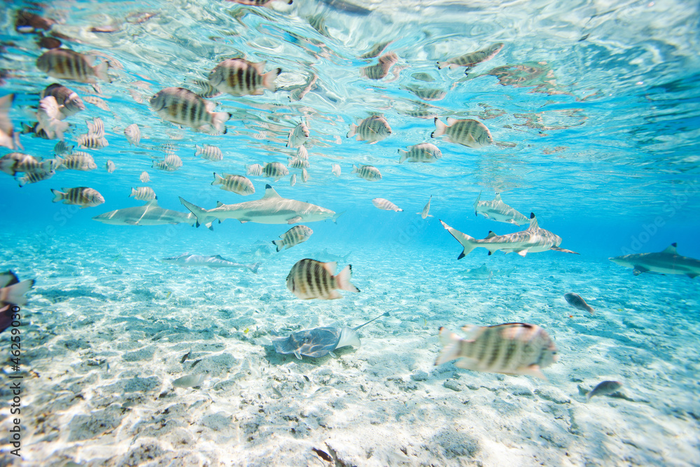 Obraz Pentaptyk Bora Bora underwater