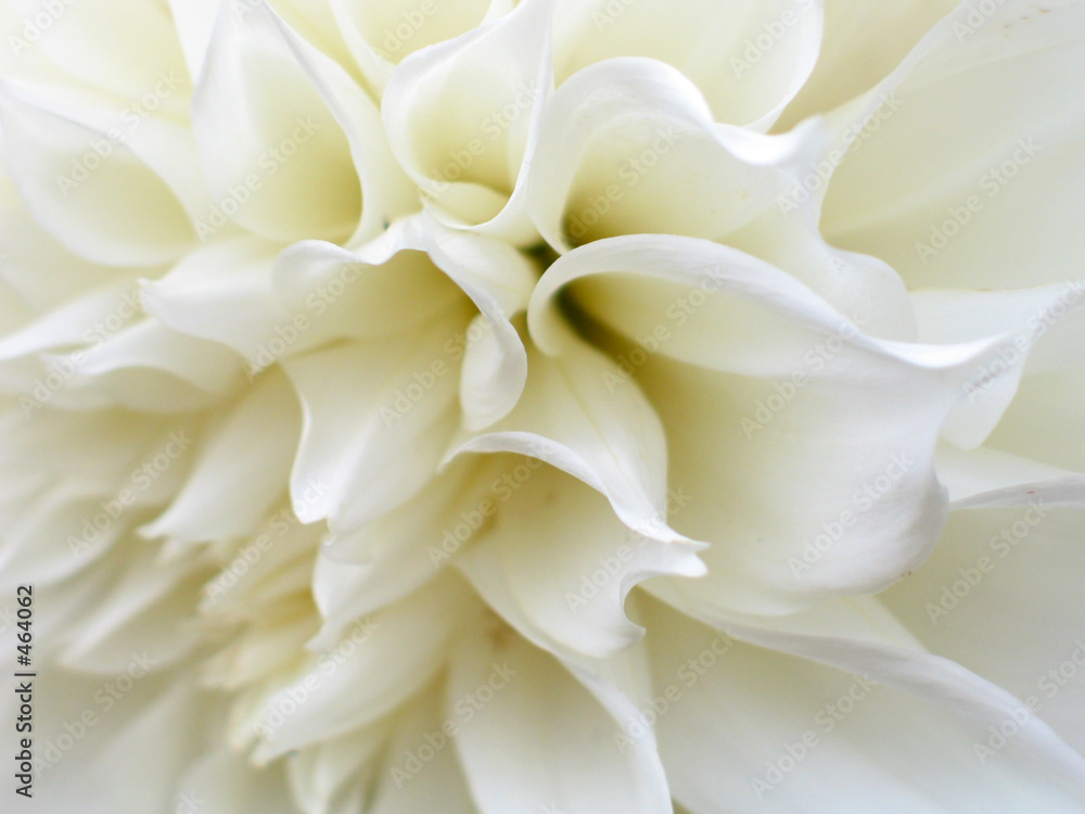 Obraz Pentaptyk white flower